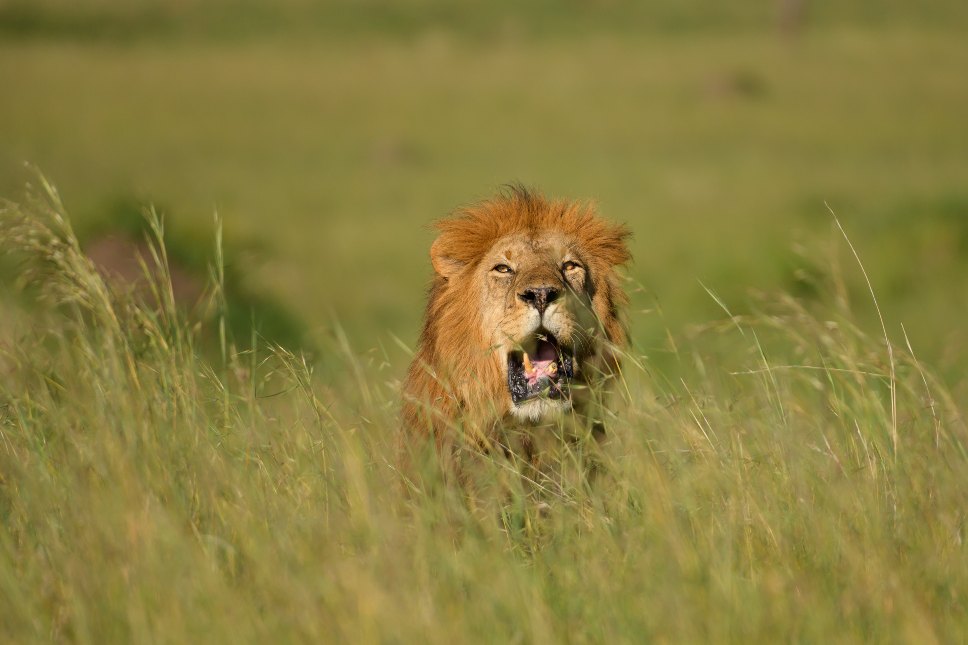 Male Lion