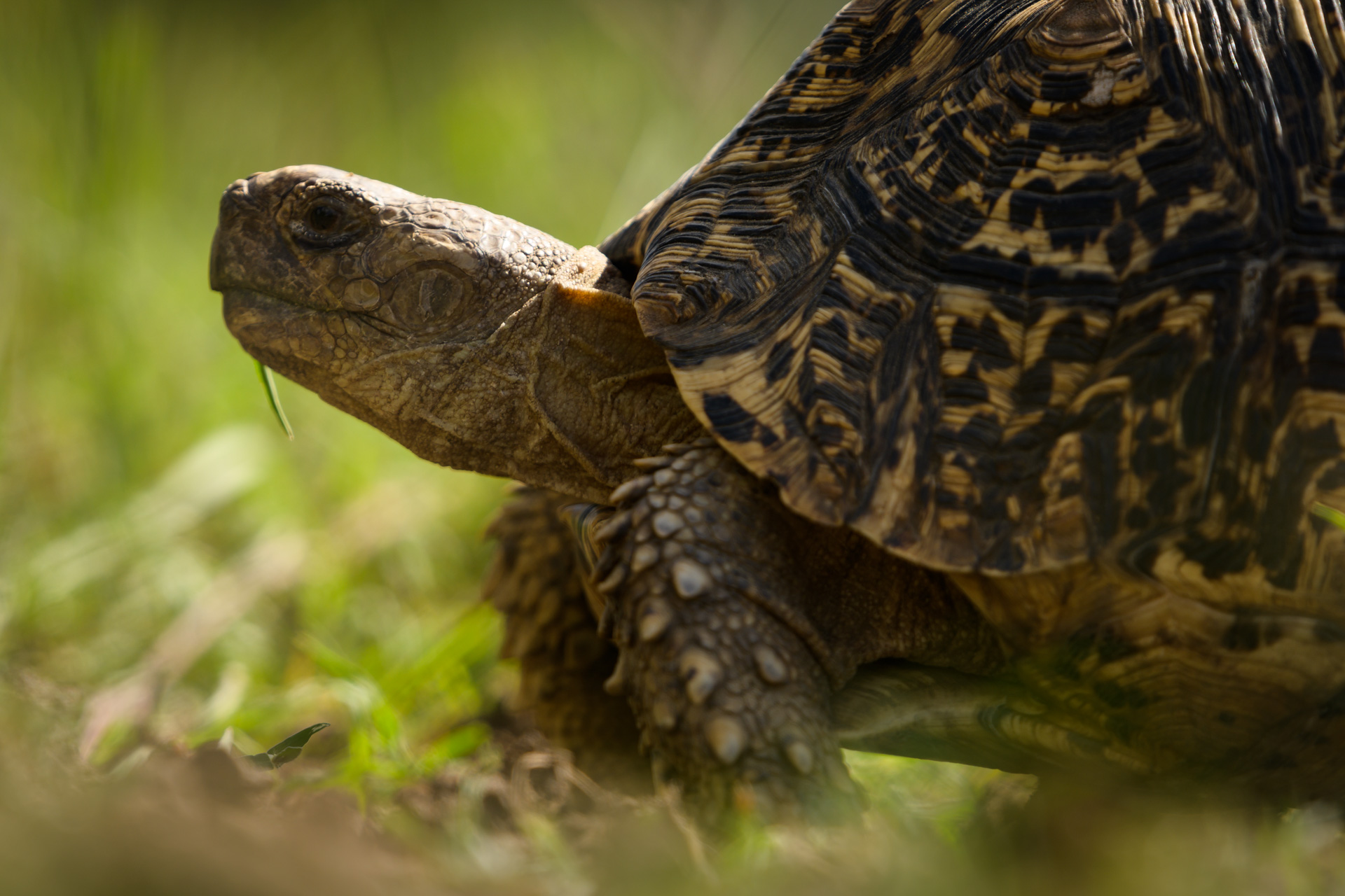 tortoise