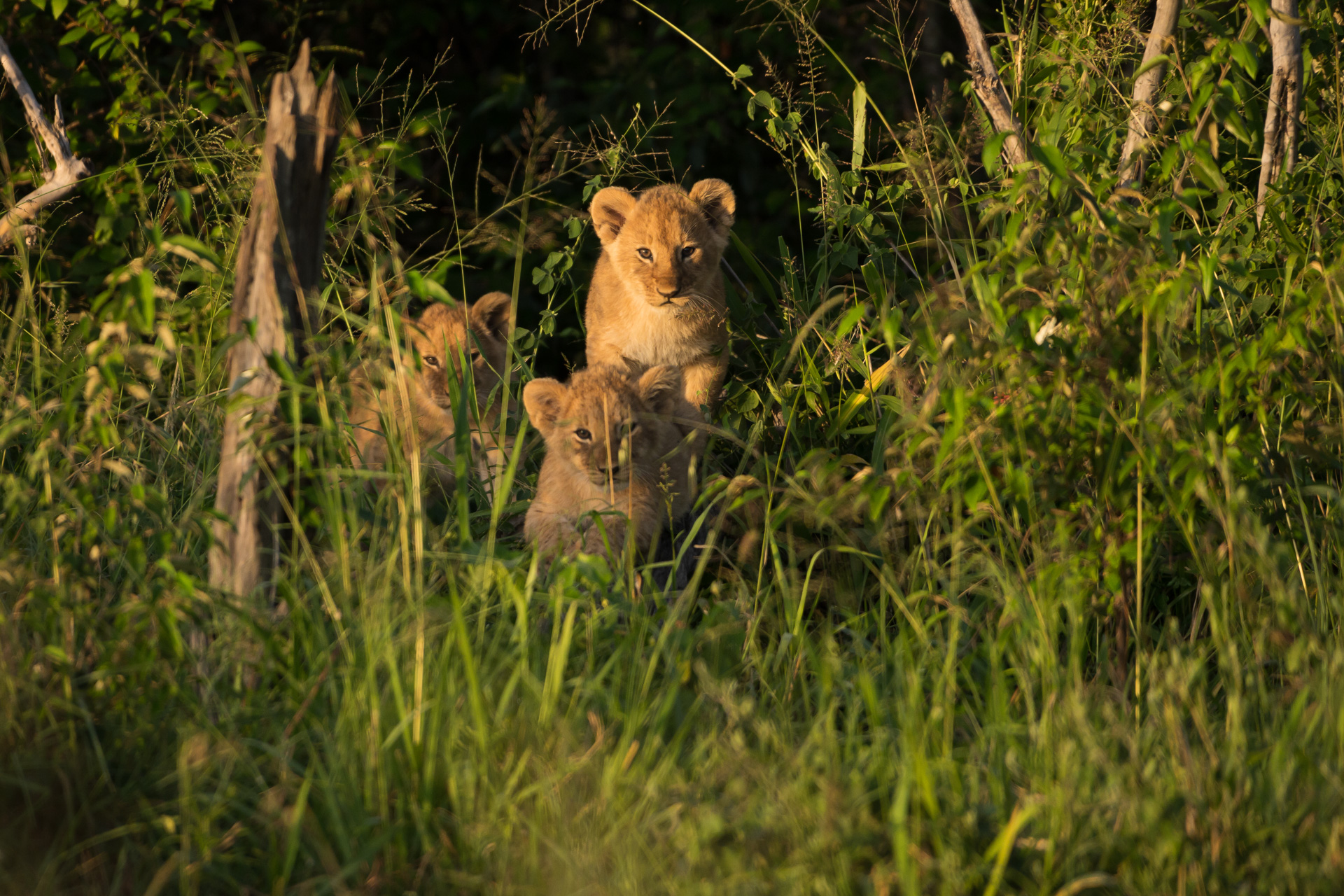 3 Lion Cubs