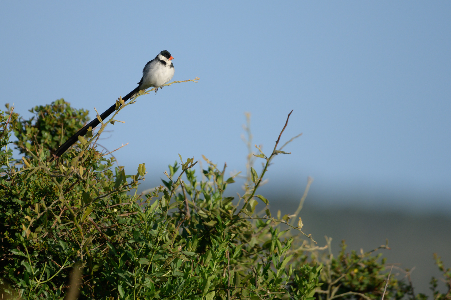 pintailed whydah
