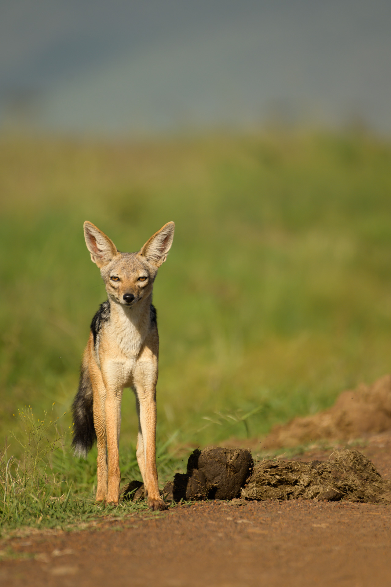 Jackal and ele poo