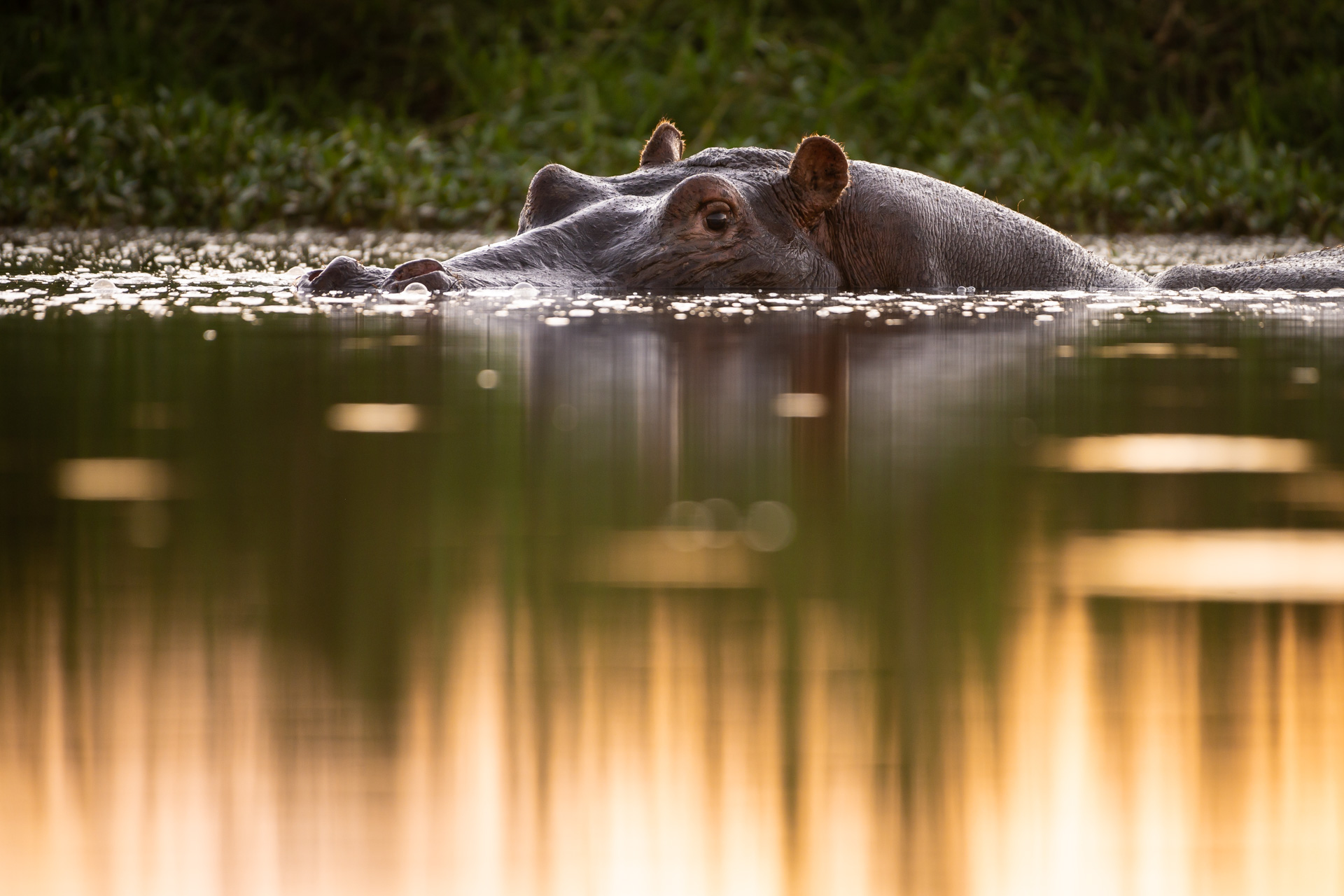 Hippo in water