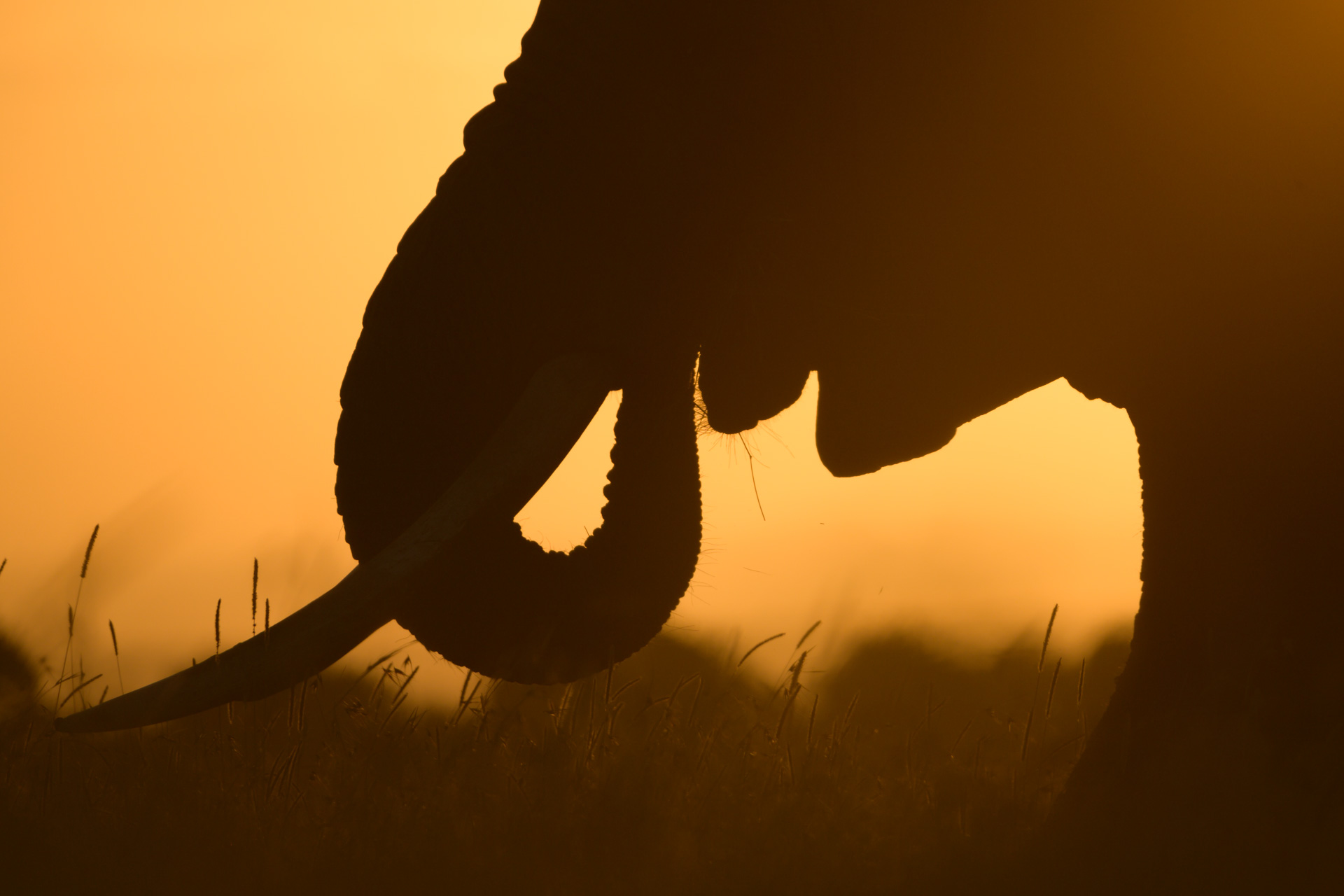 Elephant silhouette 