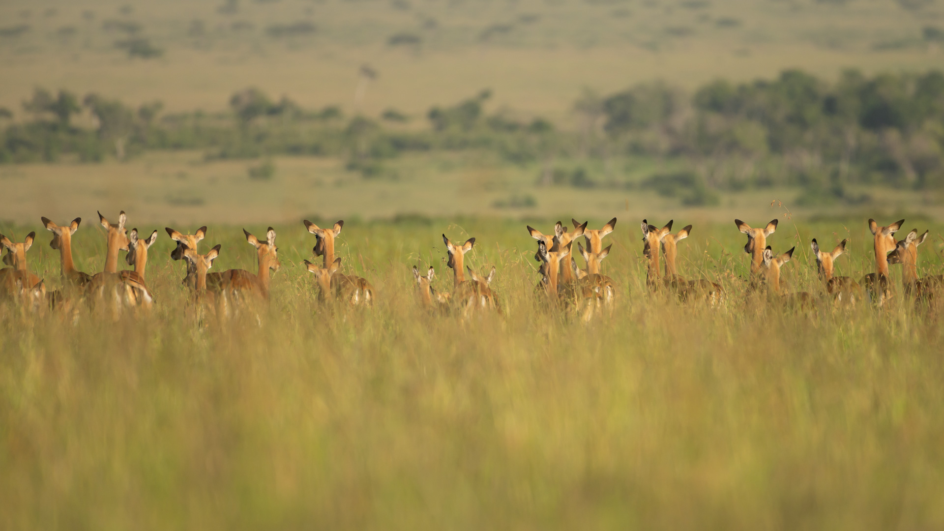 Impala herd