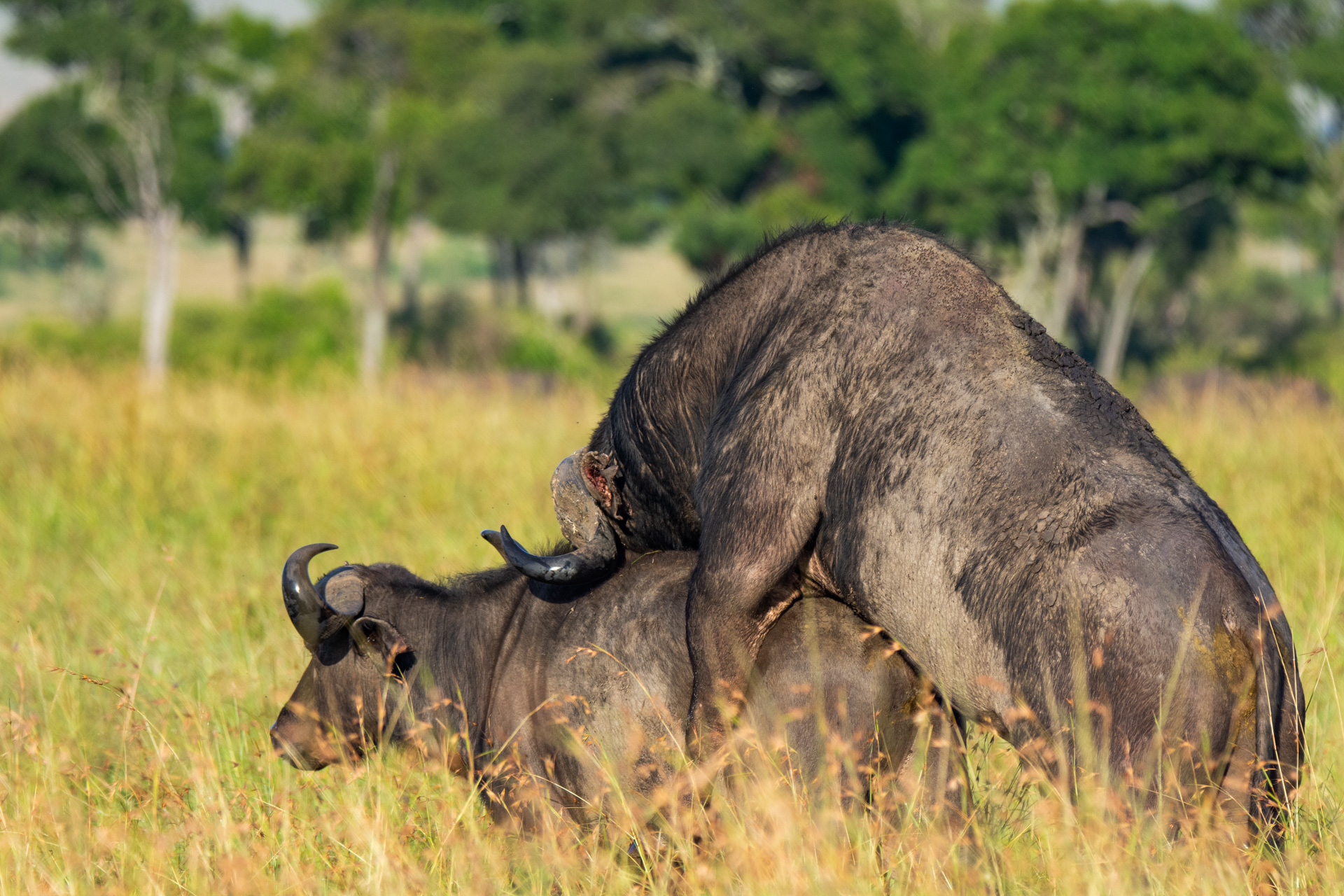 Mating Buffalos