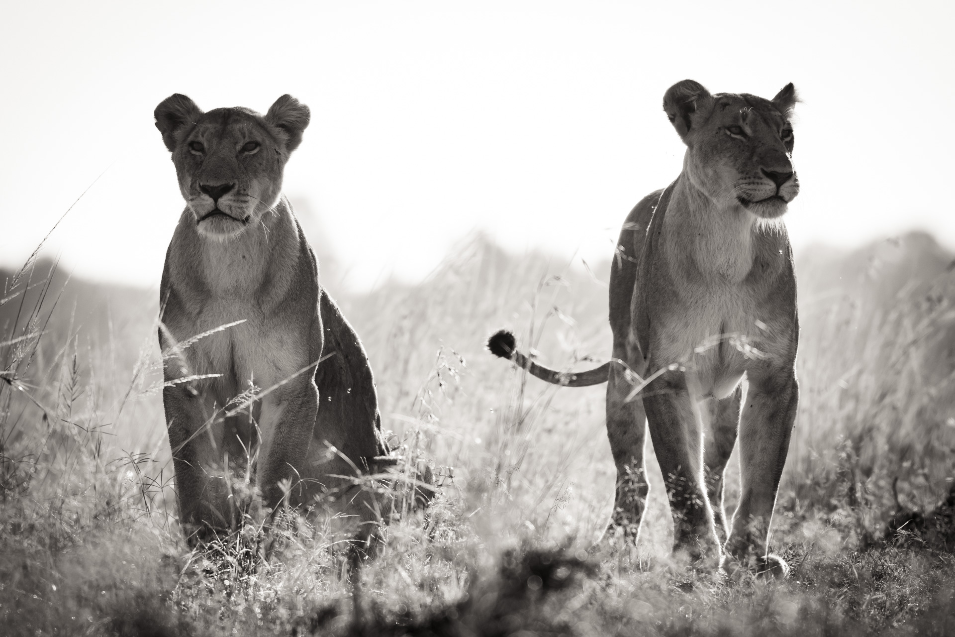 Lionesses BW