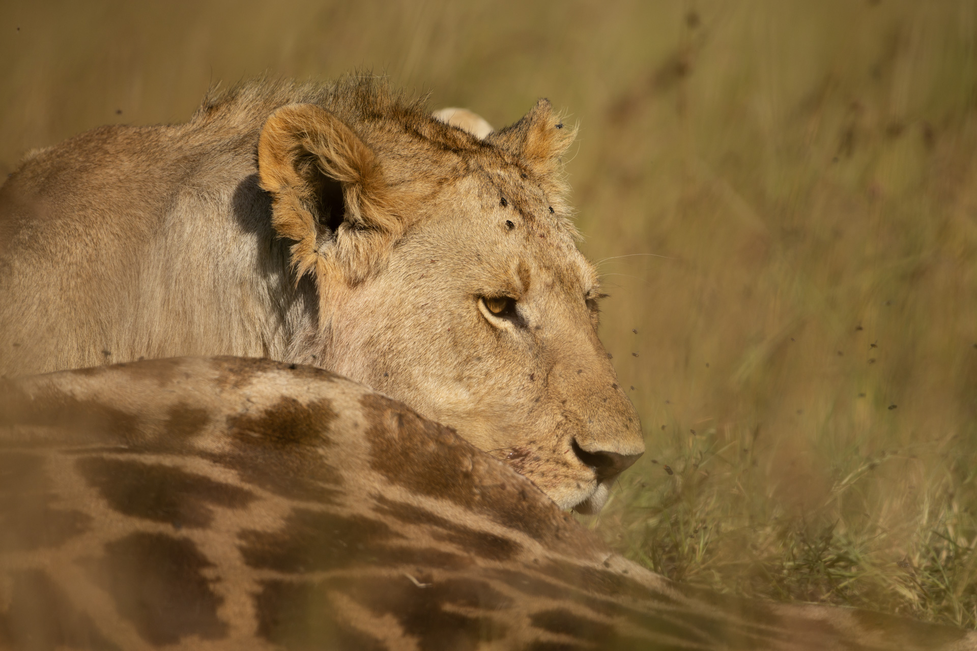 lion and giraffe carcass