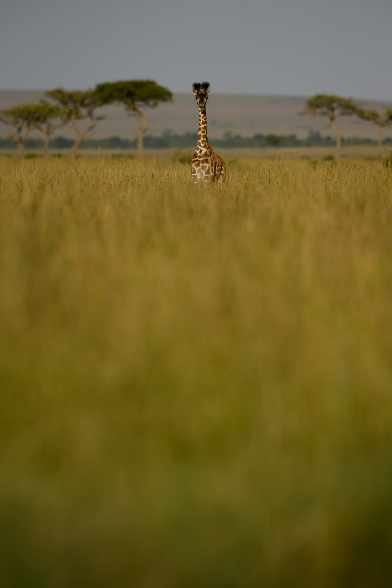 Giraffe in long grass