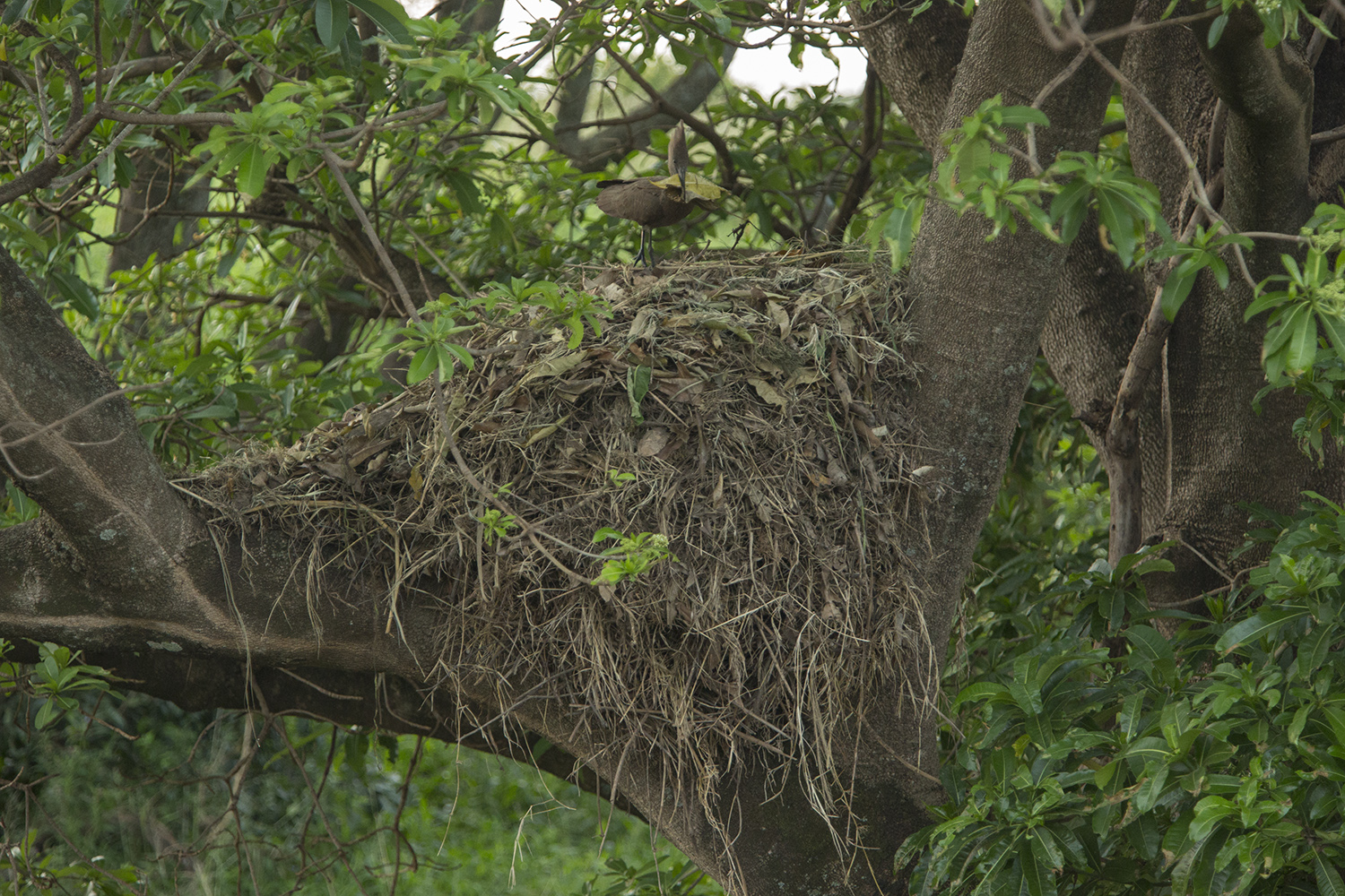 Hammerkop nest