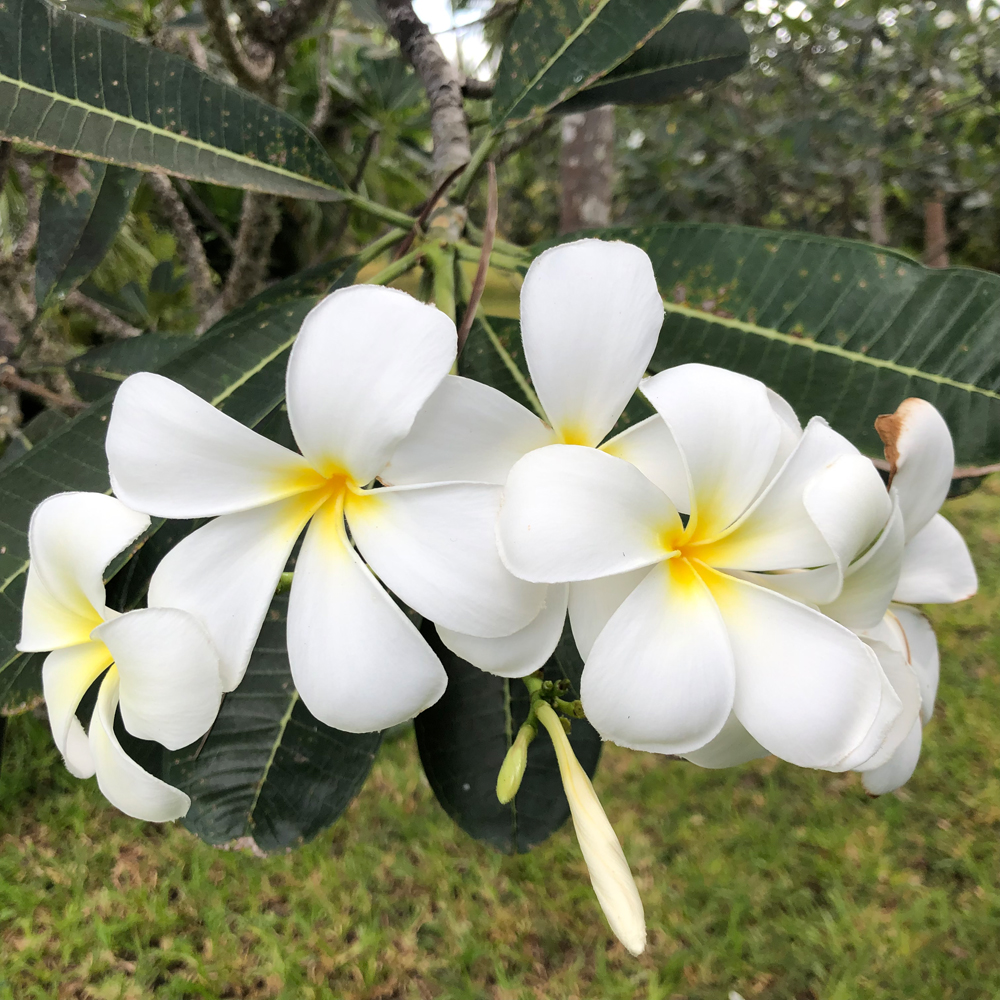 Swahili franjipani