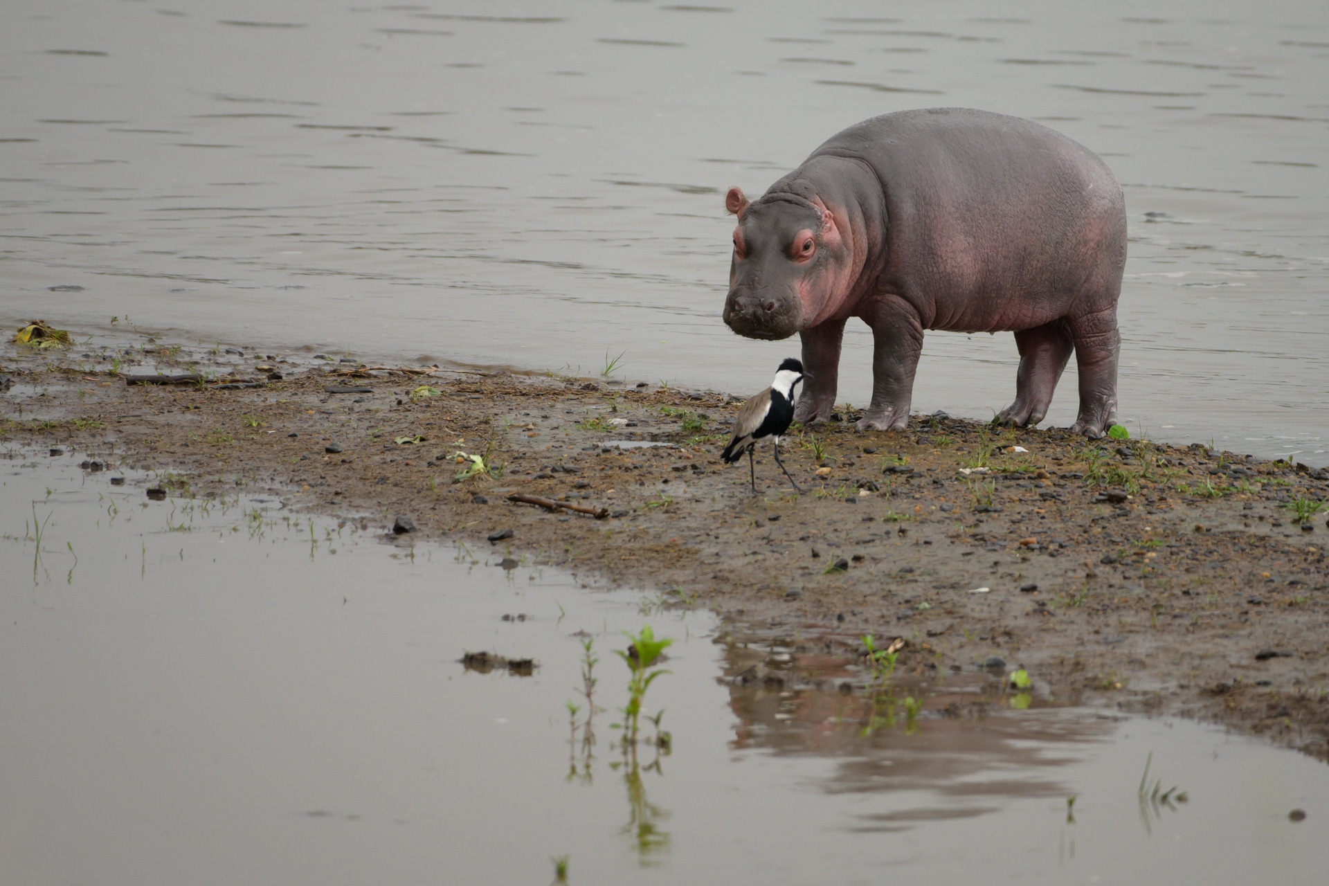 Baby hippo and bird