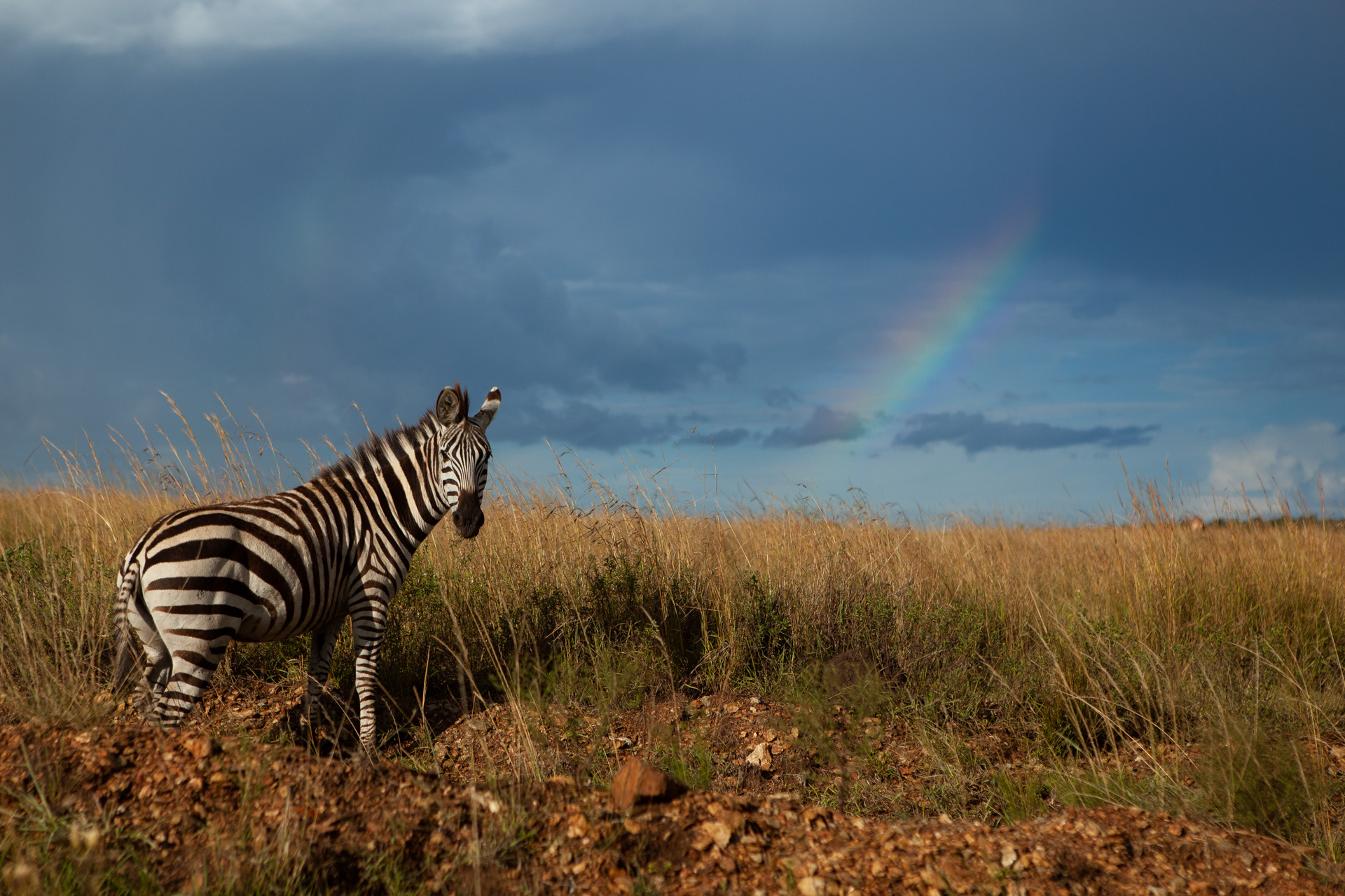 Zebra and rainbow