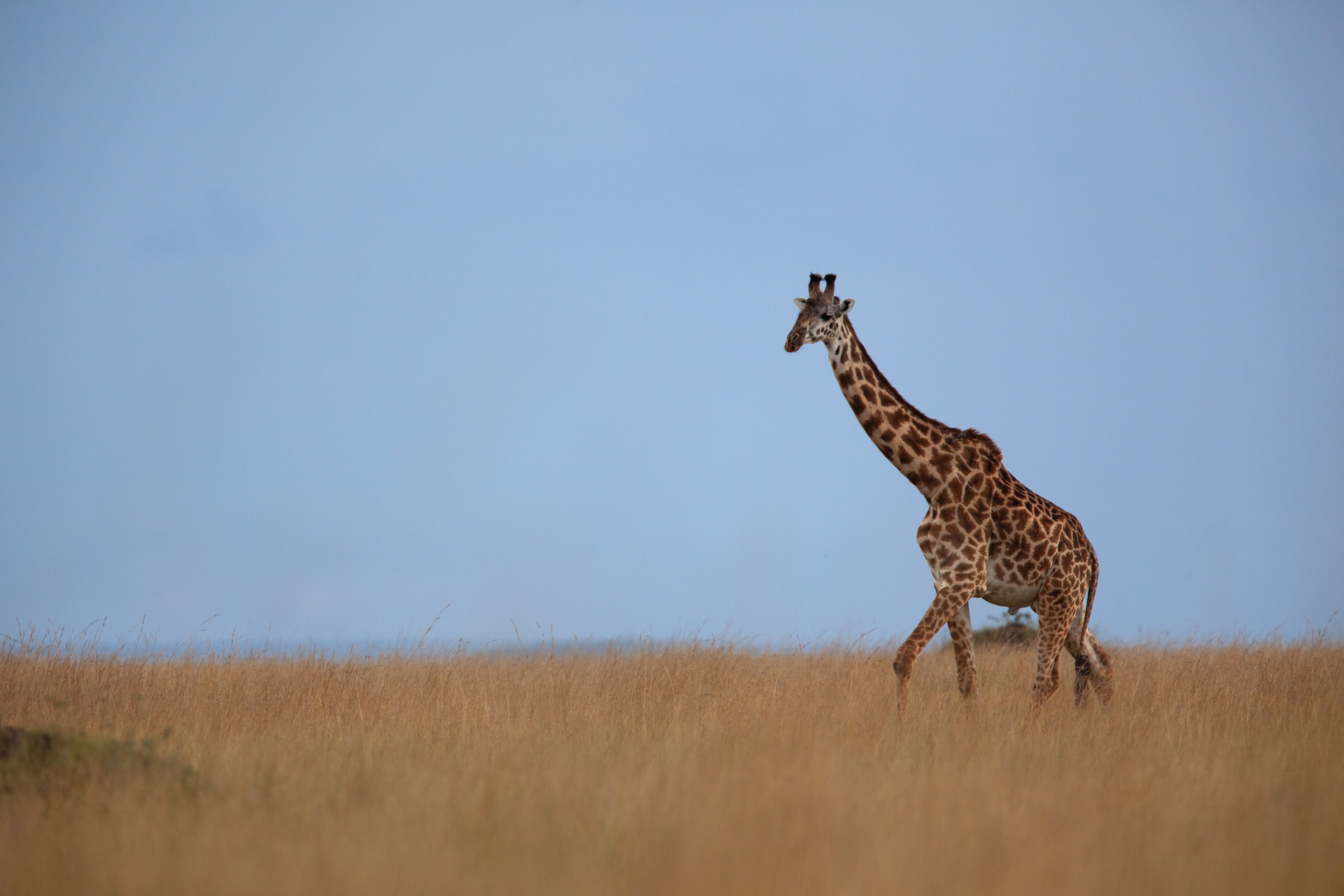 GIraffe horizon