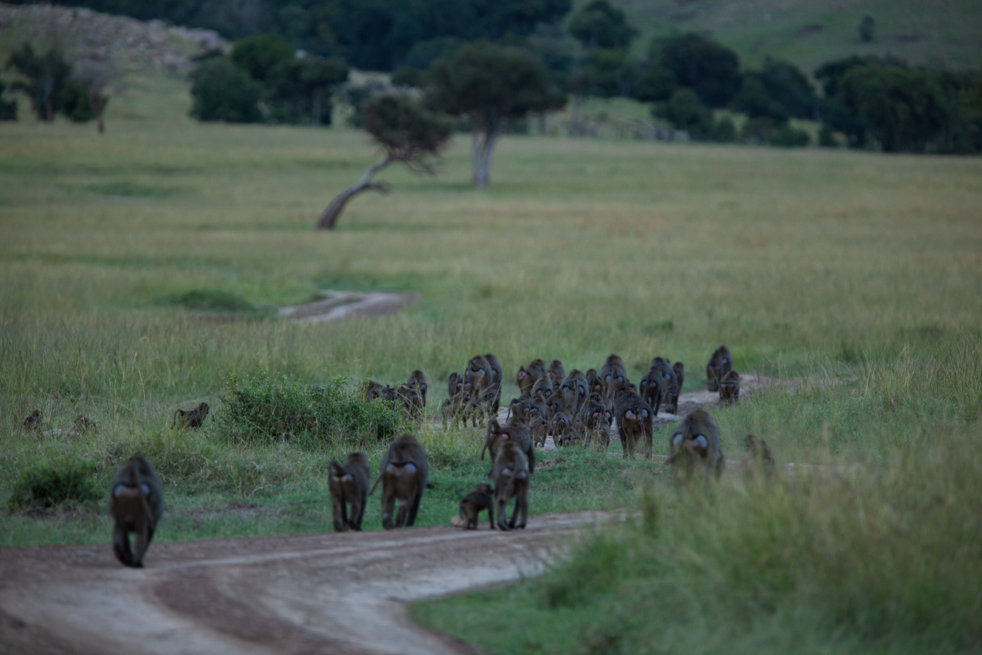 baboons