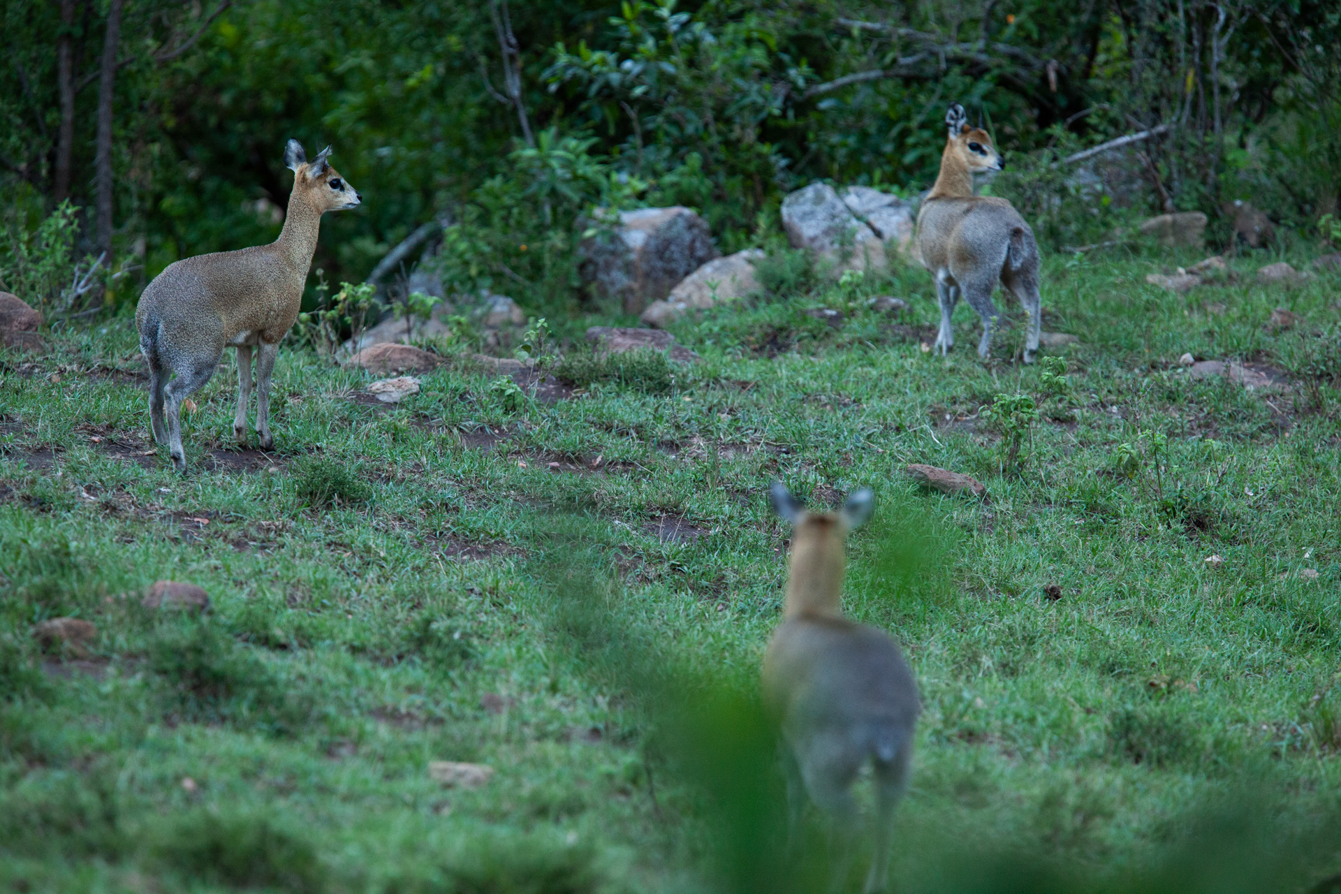 Klipspringer