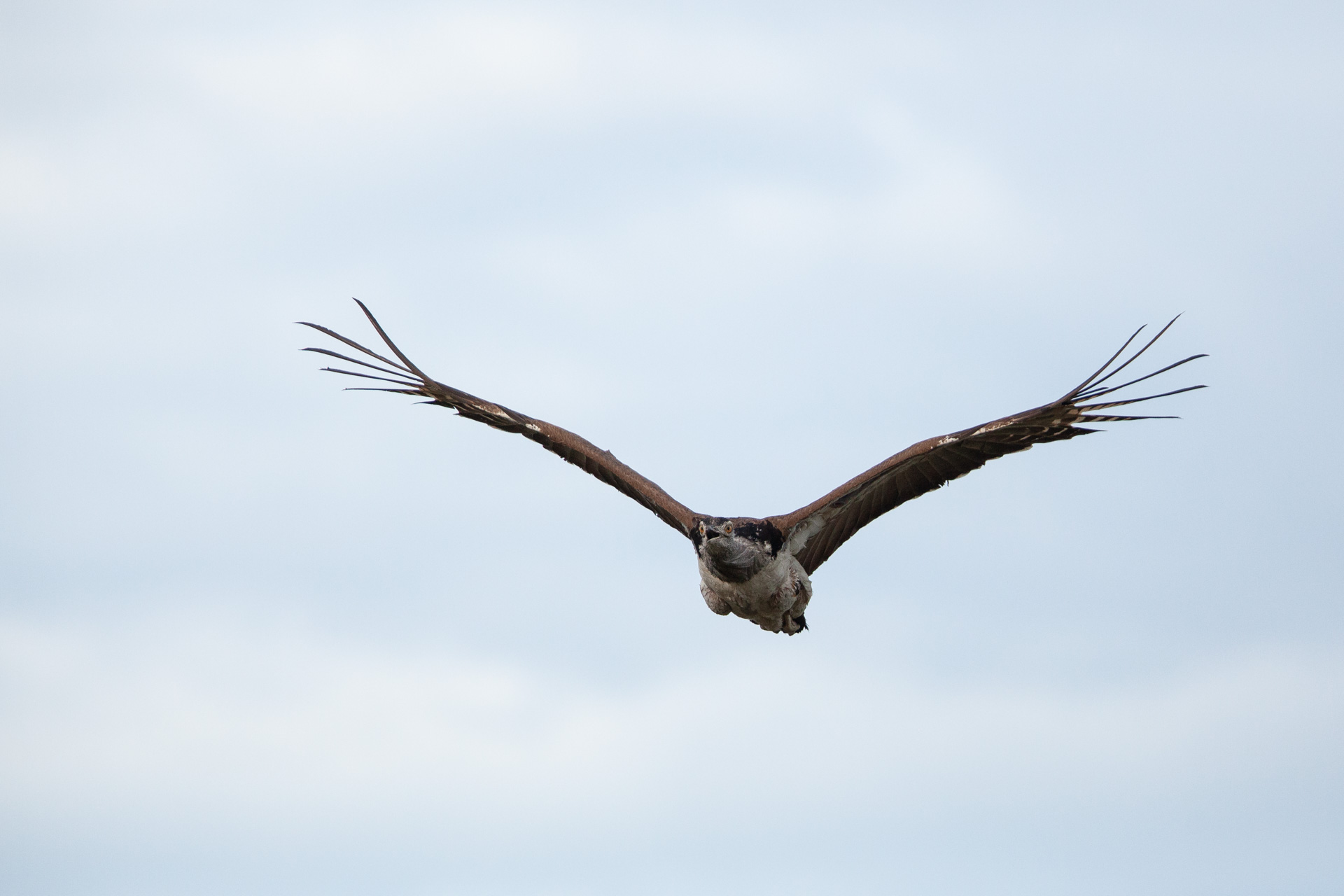 Kori Bustard in flight