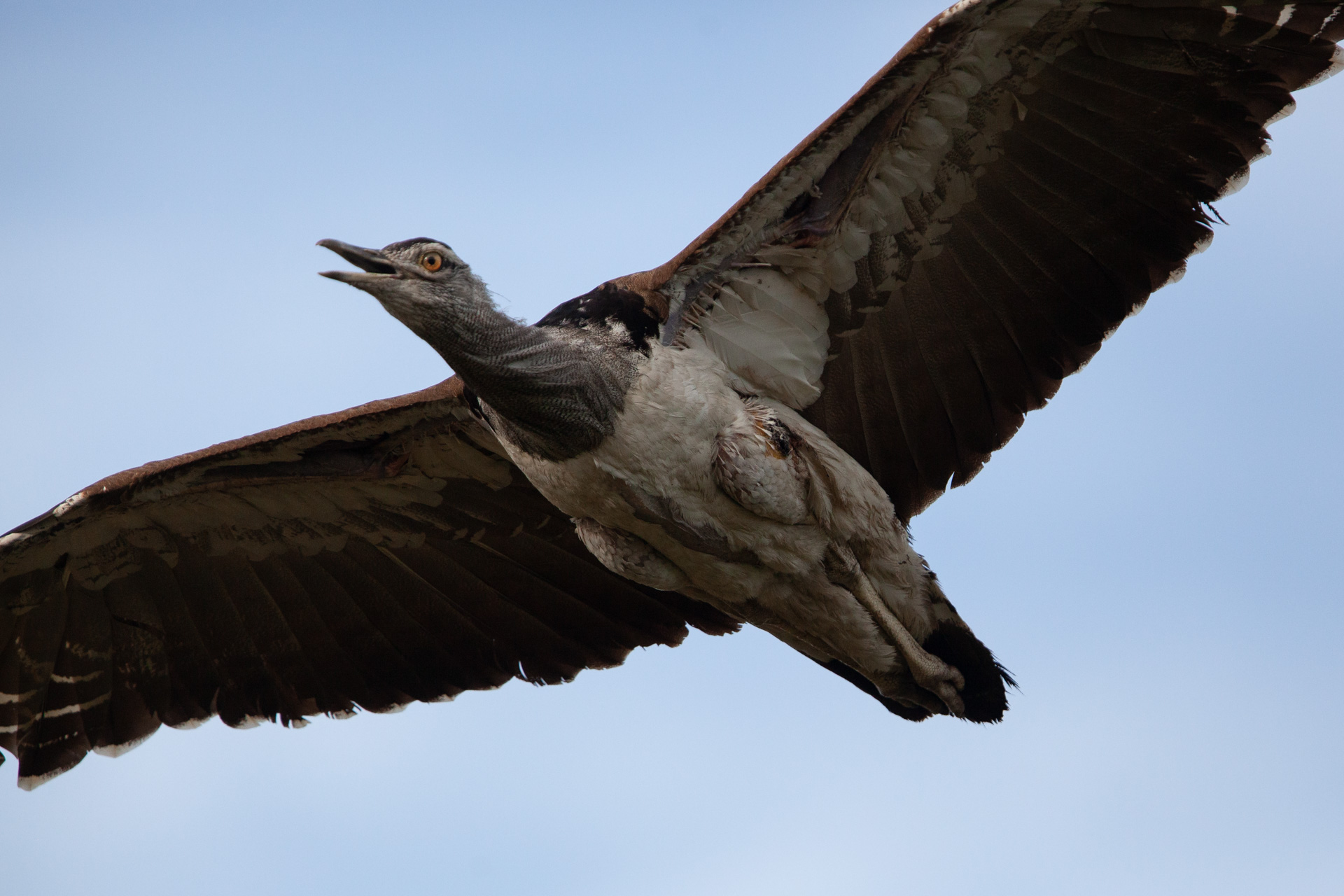 Kori Bustard in flight close up