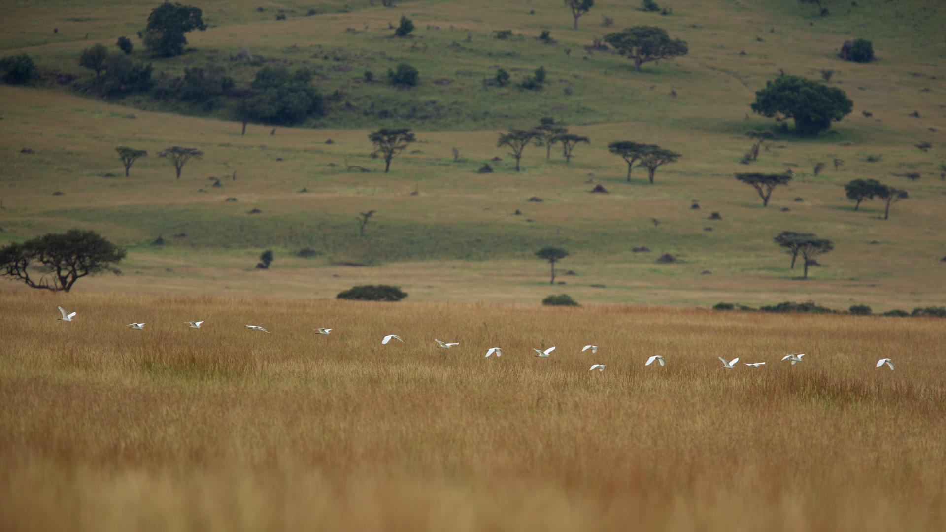 Egrets