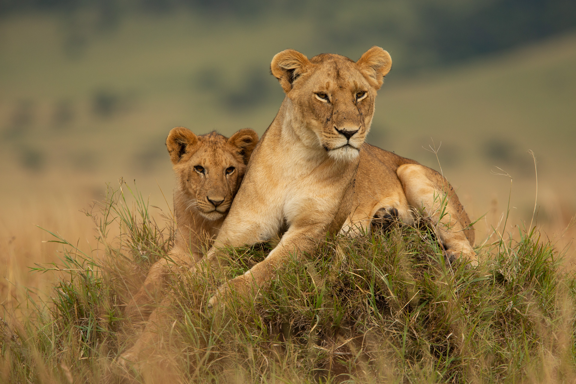 Lions on mound