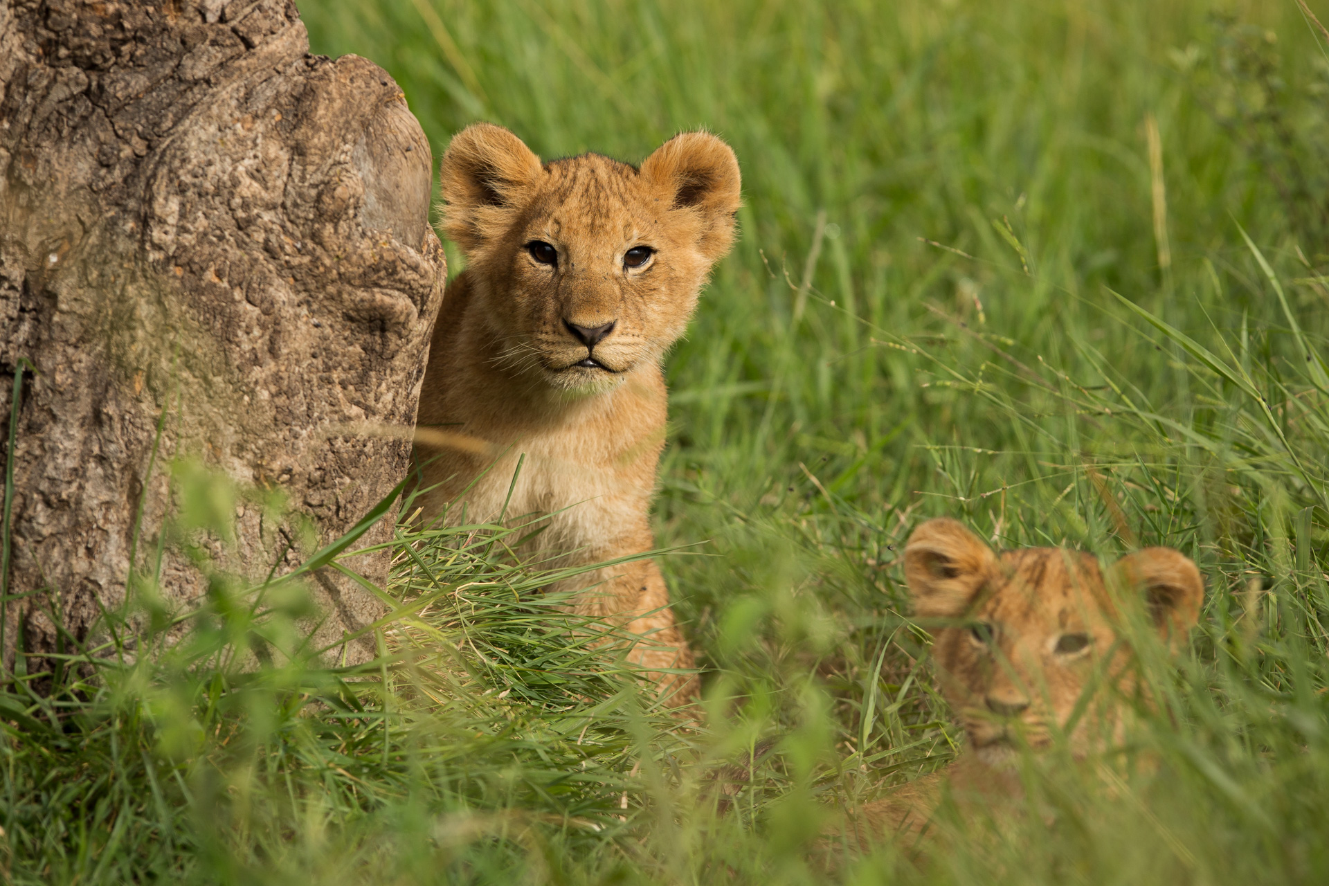 Lion cubs