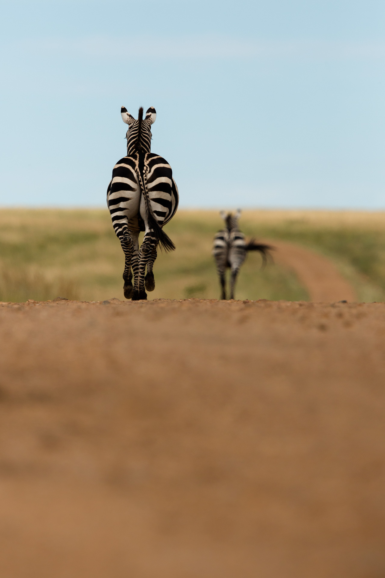 Zebra behind