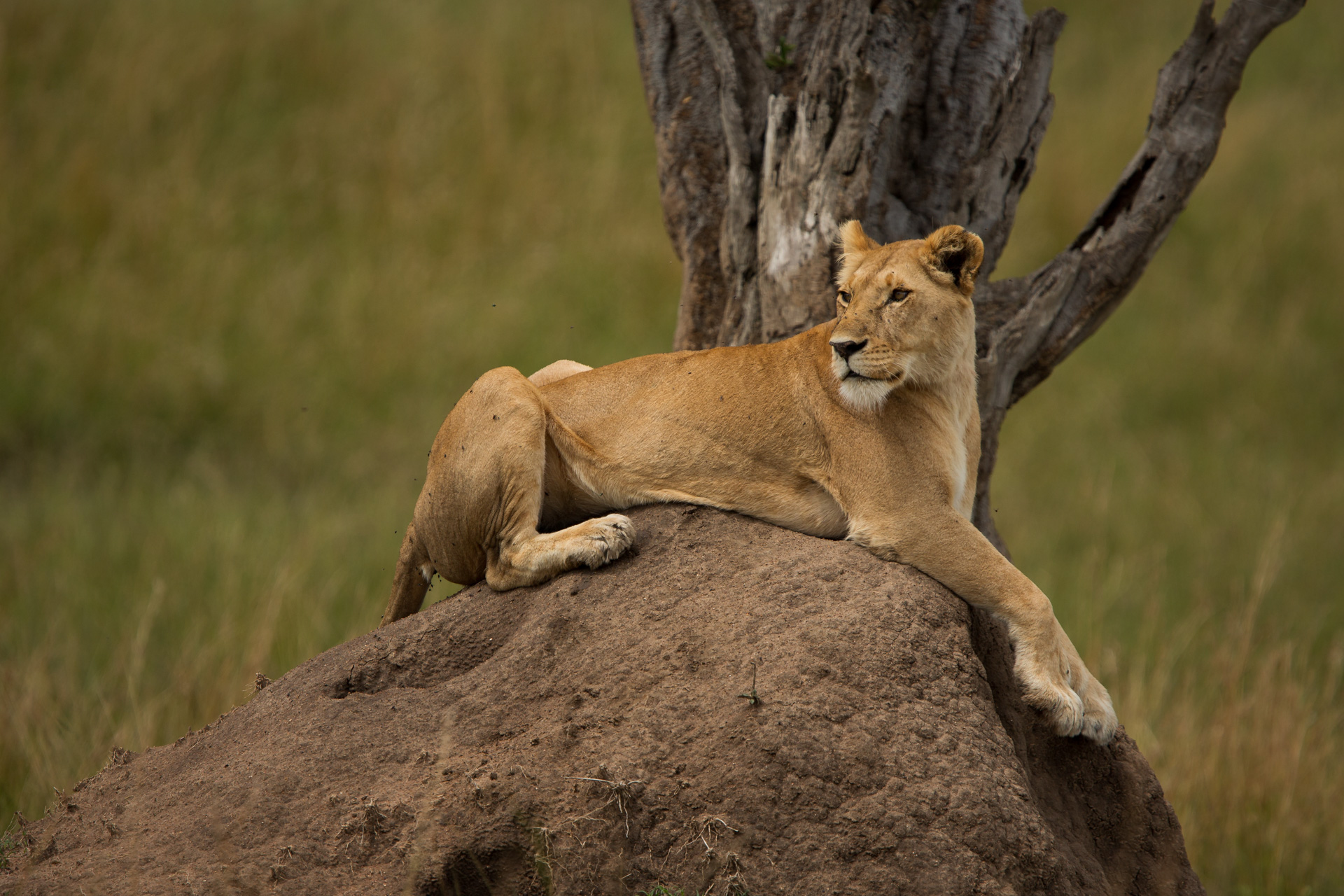 Lioness on mound