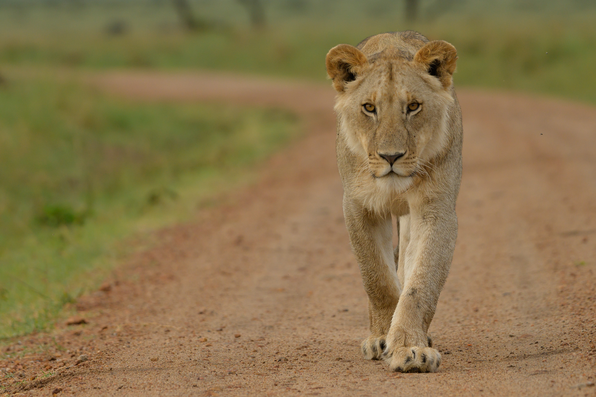 lion walking to camera