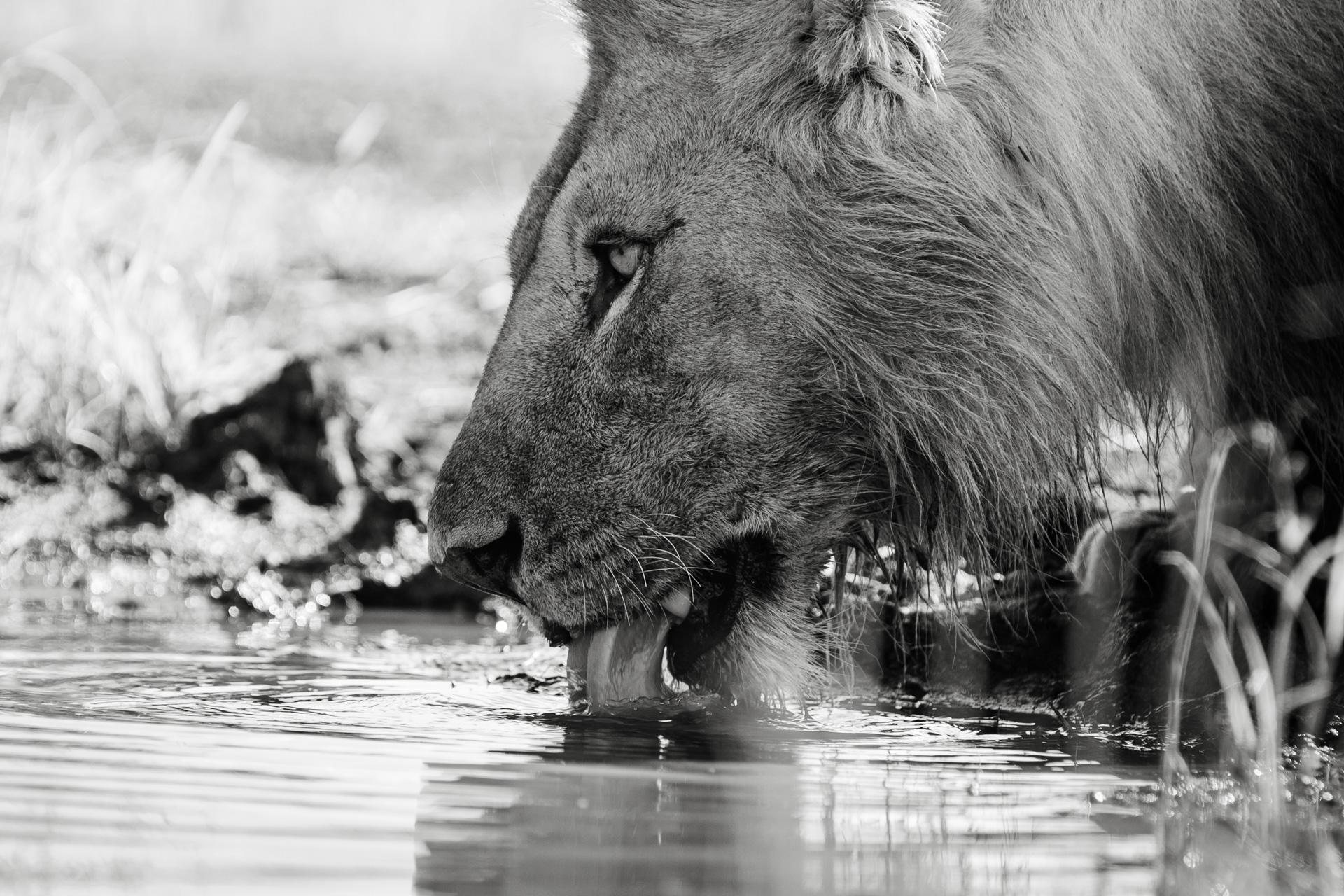 ABW__EW_4865 Lion drinking