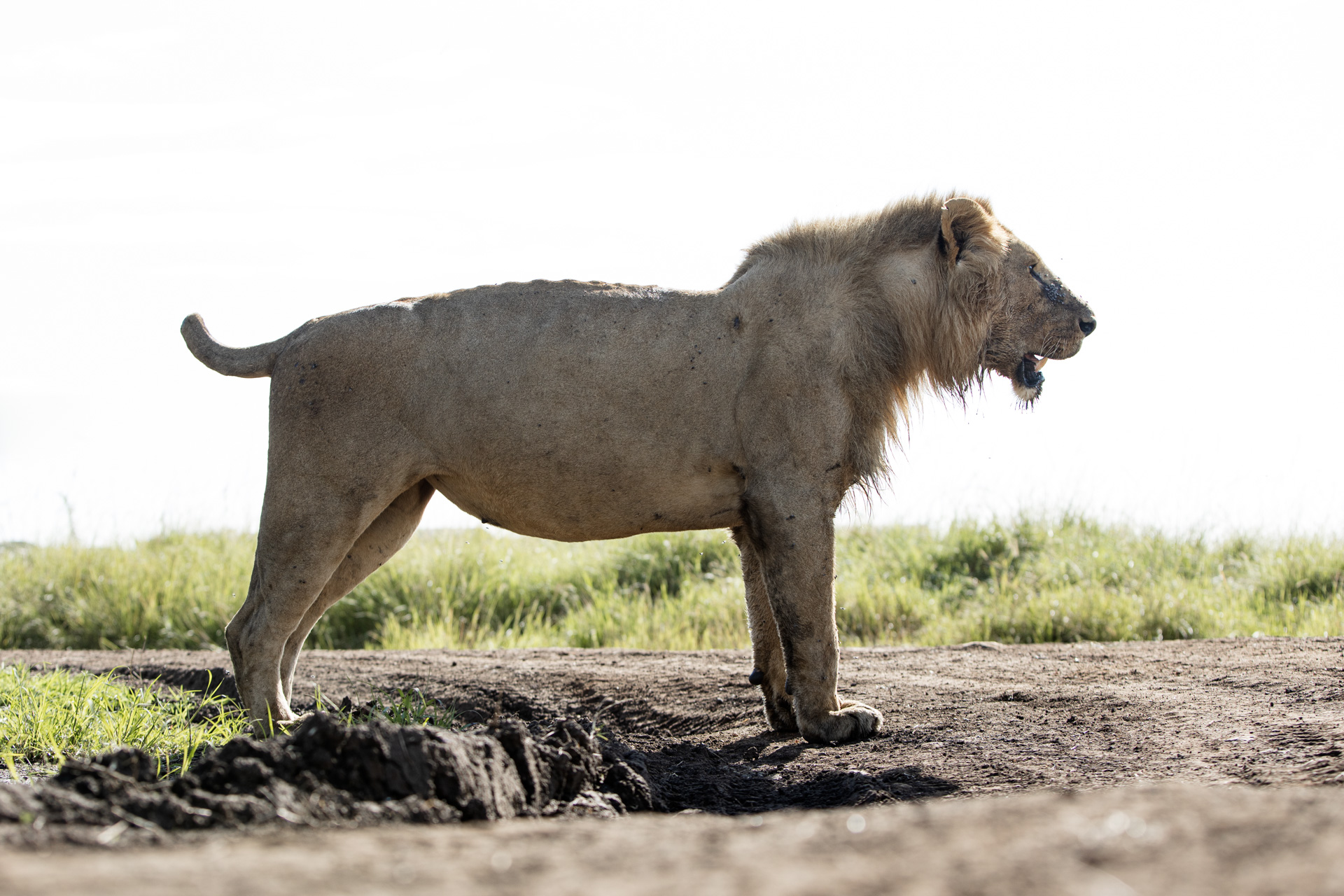 Short tail lion