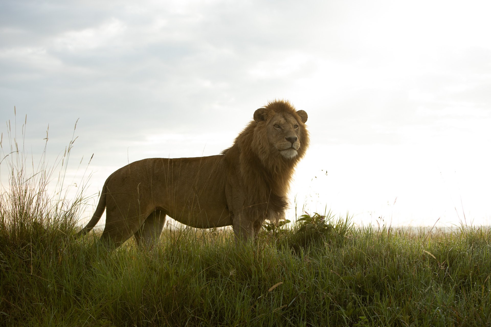 ABW__EW_5126 Lion stands proud