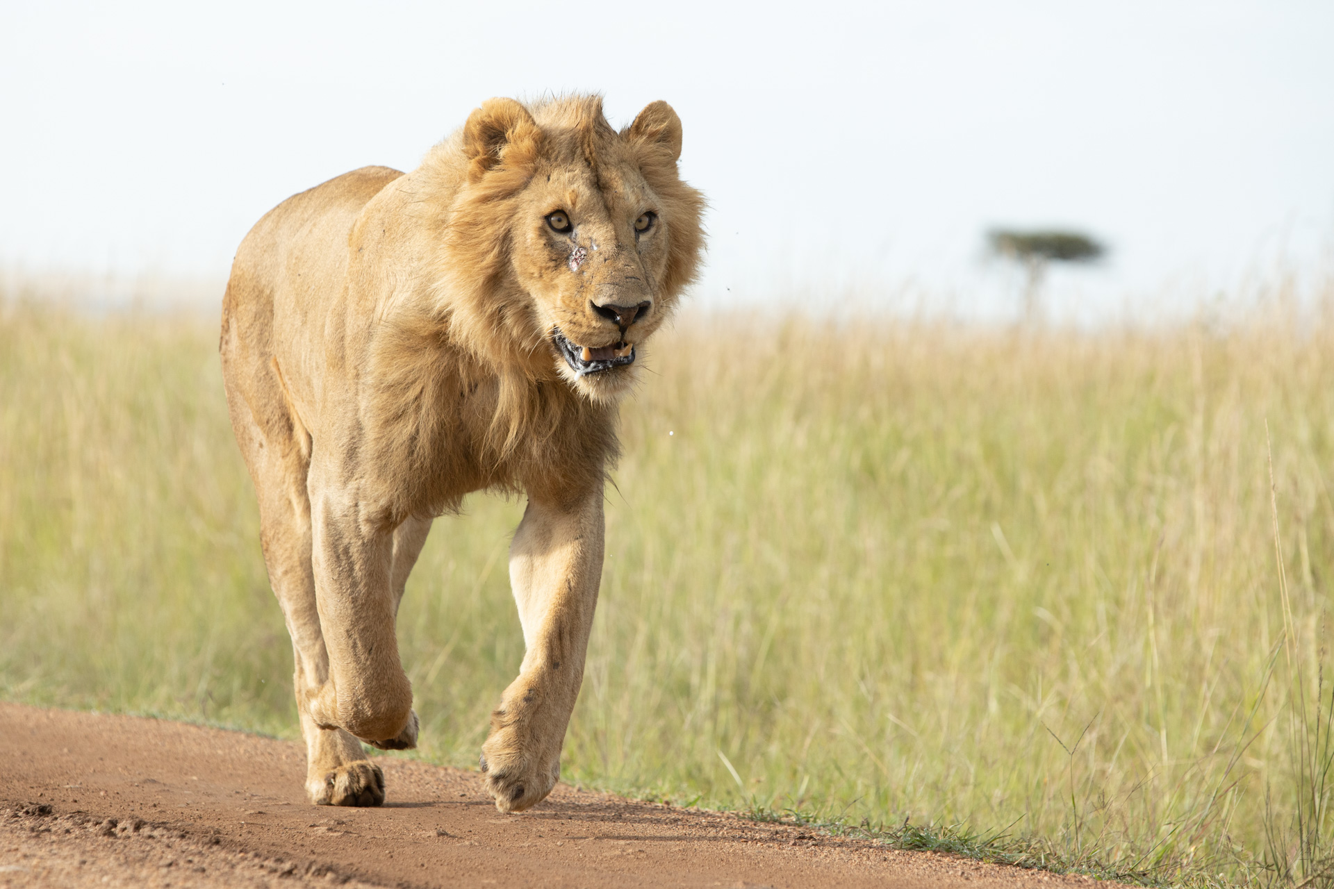 lion running