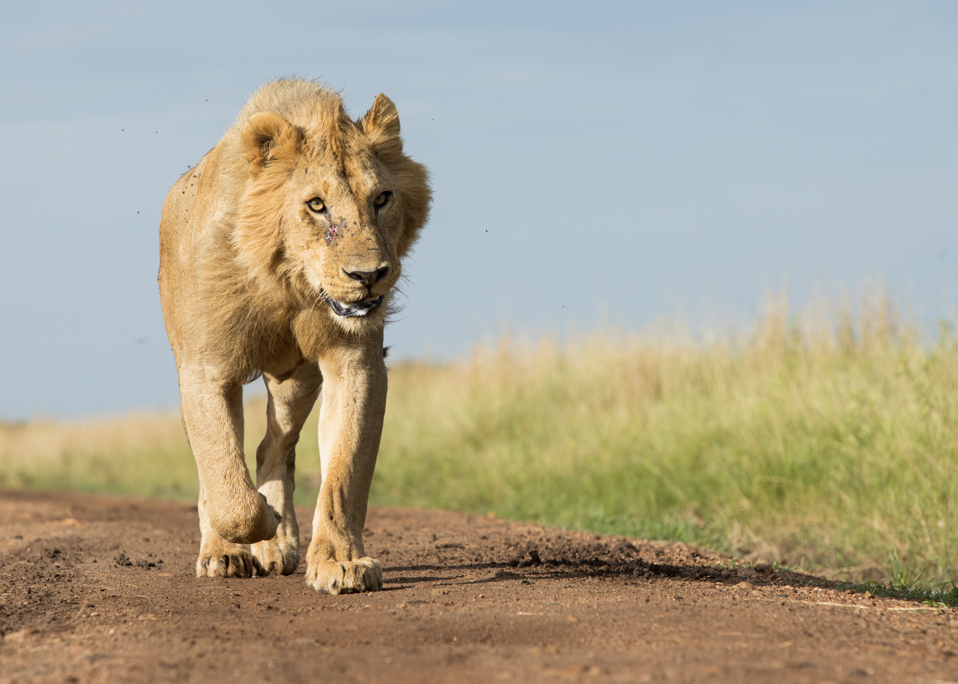 lion running