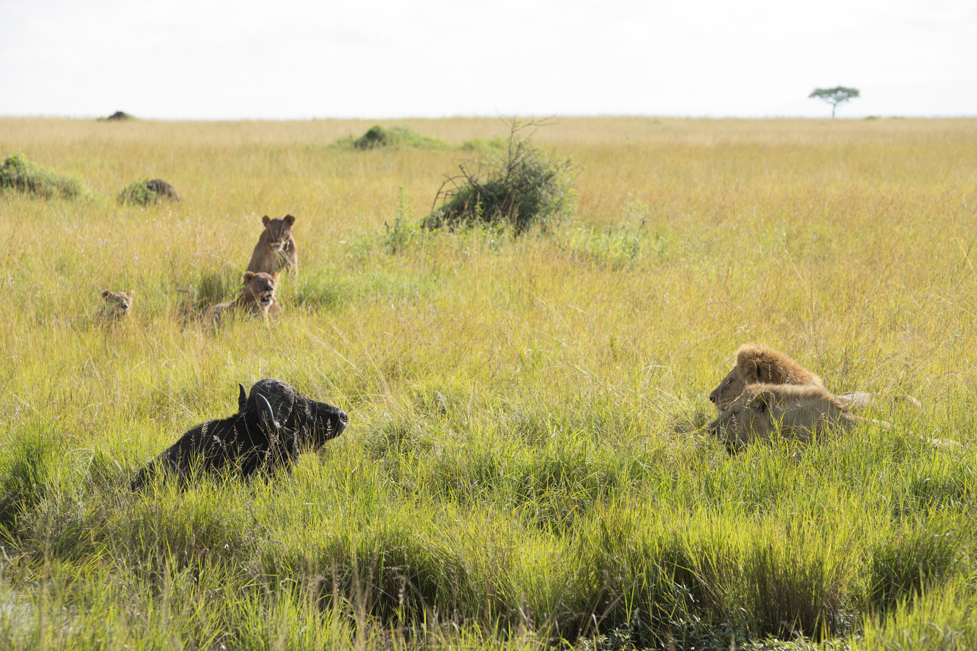 lions and buff