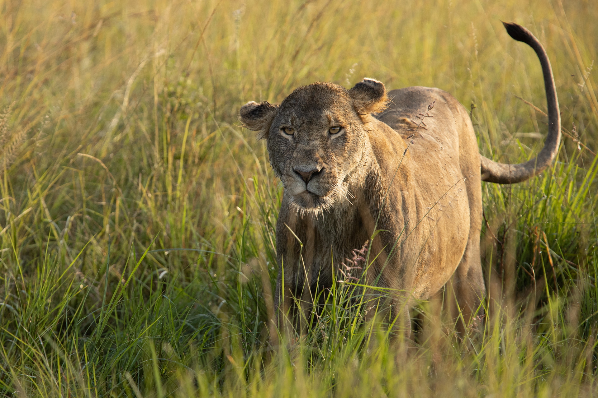 lioness staring