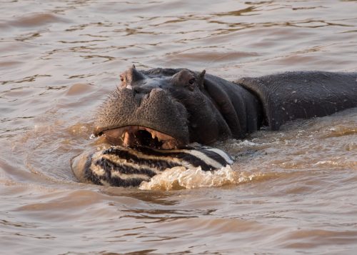 A hippo chomps down on a zebra carcass 