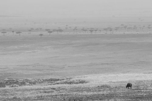 A lone buffalo grazing in the midday heat