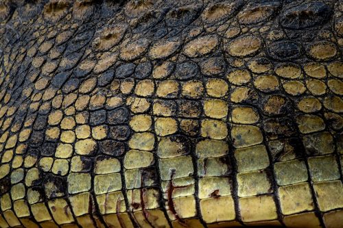 Detailed study of a crocodile