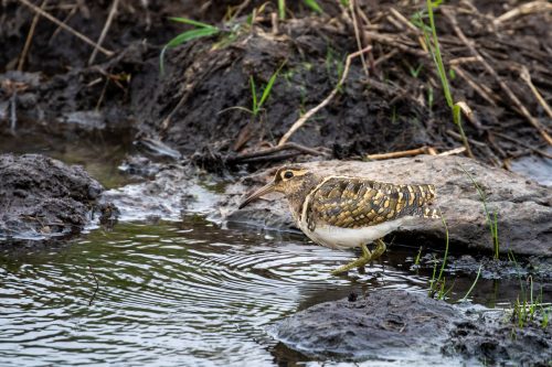 A greater painted-snipe in search of its next meal   