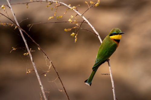 A little bee-eater perches  momentarily before taking off