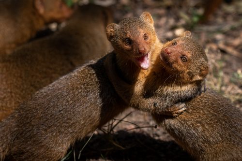Dwarf mongooses in the afternoon sun