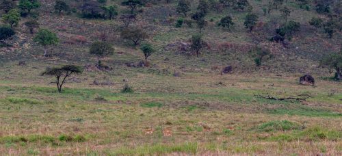Oribi graze on the plains of the Maasai Mara 
