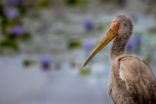 A yellow billed stork pauses alongside a colourful pool of water