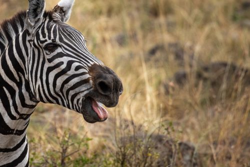 A zebra braying in search of his mate