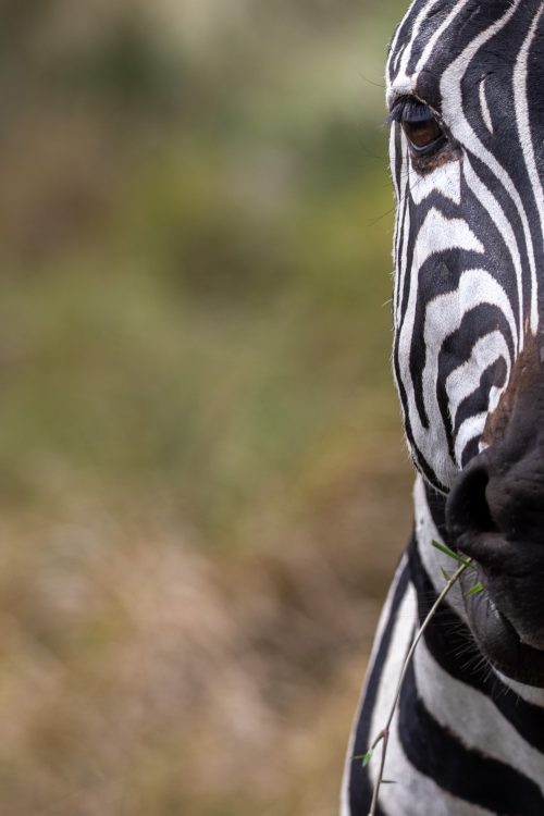 Artistic profile of a zebra