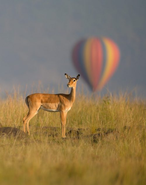 Hot air balloons offer unparalleled game viewing in the Mara