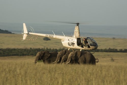 The Mara Elephant Project hard at work