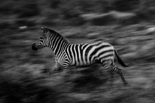 A zebra on the move