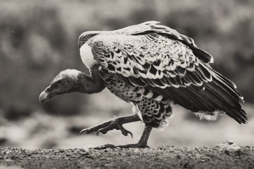 Ruppel’s griffon vultures follow the Migration