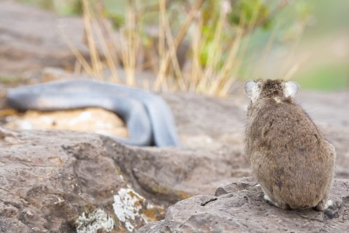 A hyrax stands its ground as a spitting cobra retreats into the warmer rocks 