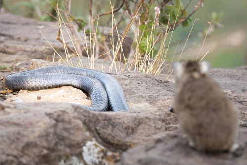 A hyrax and a cobra both want the best sun-bathing spot, who will get it? 